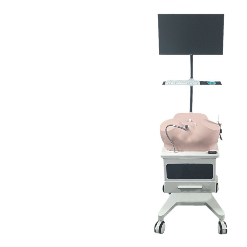 脊椎带骨盆附半腿骨模型 功能详解与教学应用价值